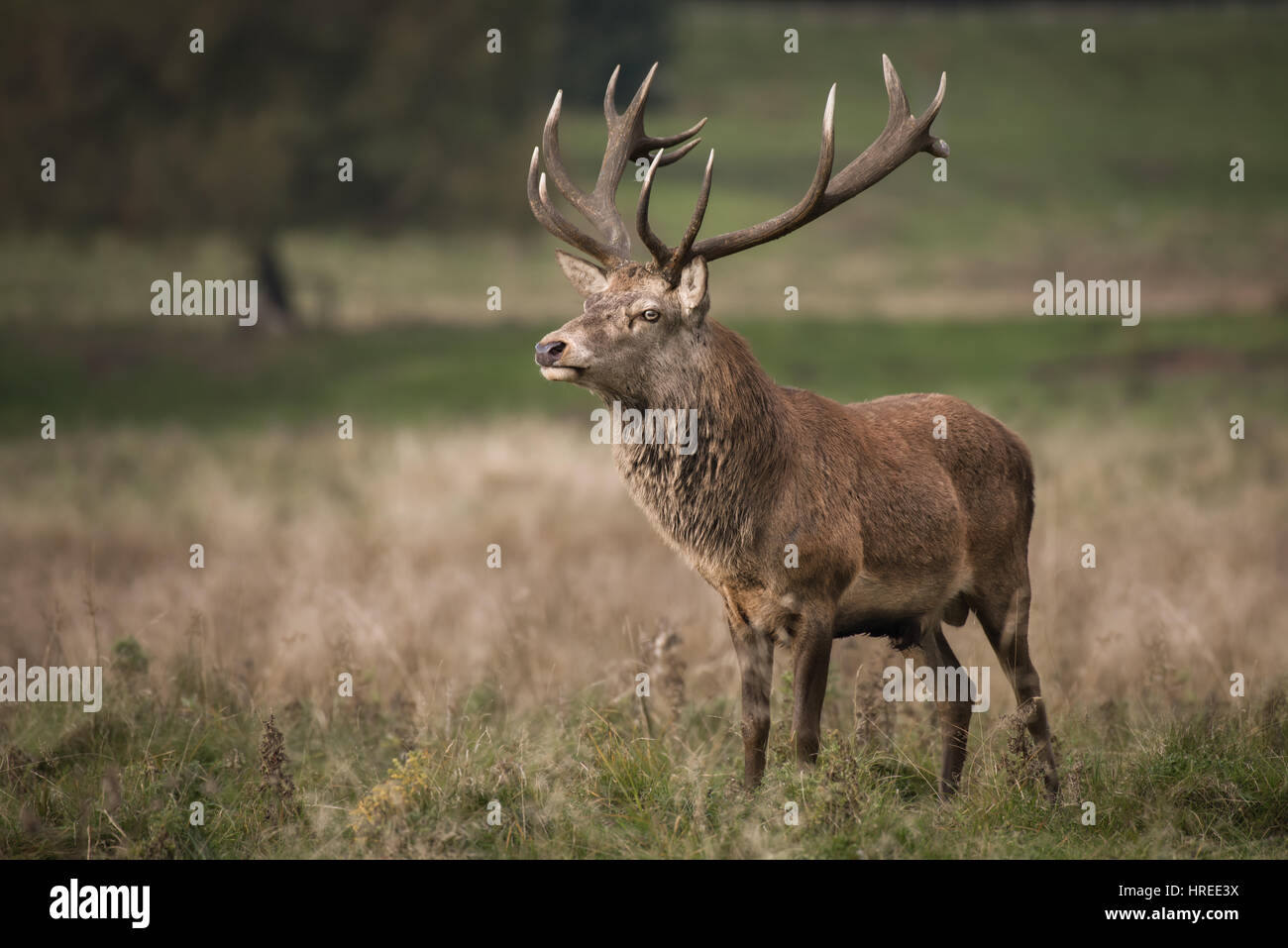 Una piena lunghezza Ritratto di un solitario Red Deer stag in piedi nella prateria aperta Foto Stock