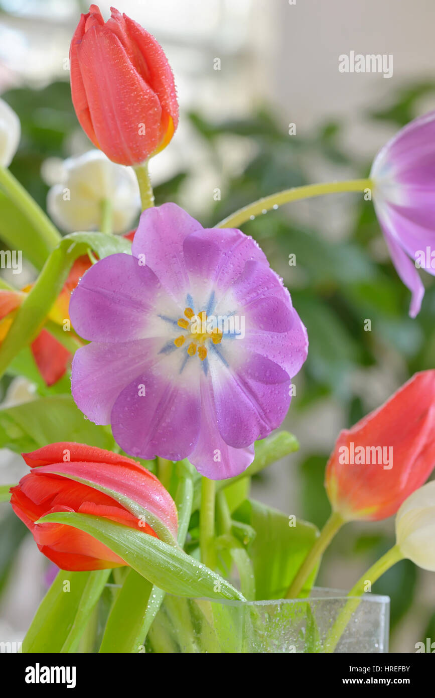 Aprire tulip con gocce di rugiada in primavera Foto Stock