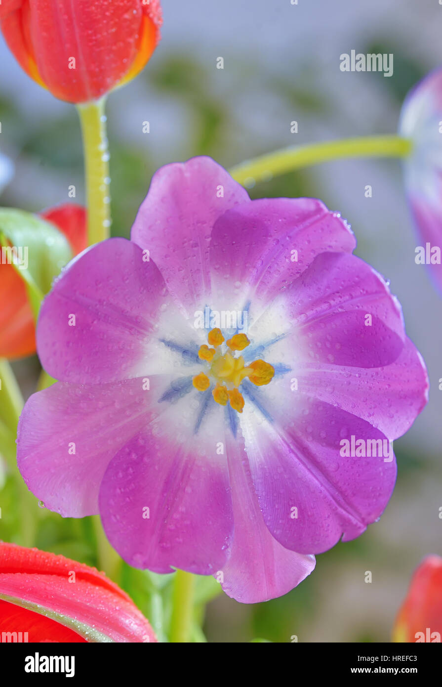 I tulipani con gocce di rugiada in primavera Foto Stock