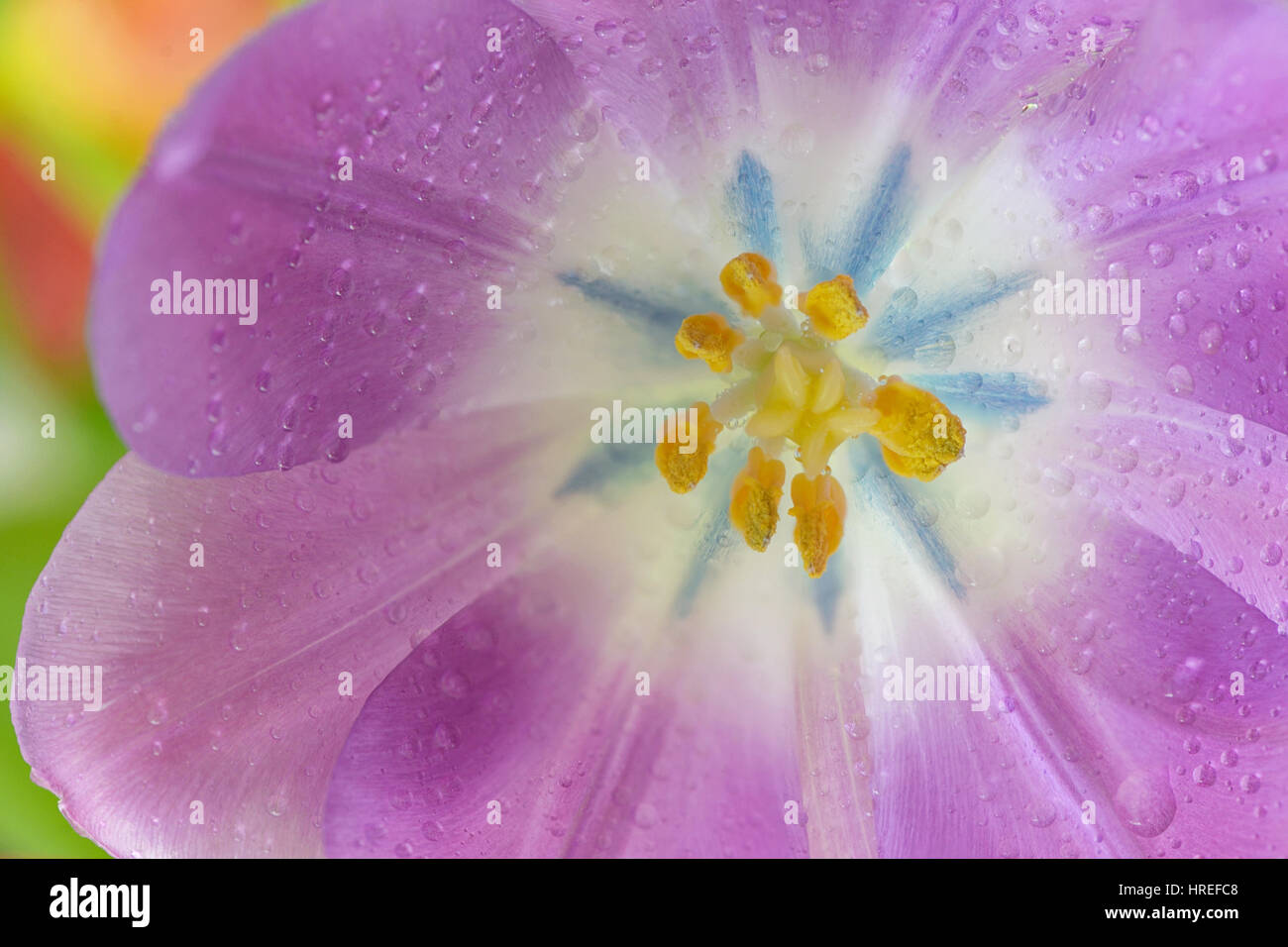 Aprire tulip con gocce di rugiada in primavera Foto Stock