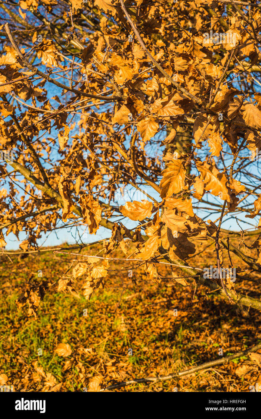 Foglia nell'albero cambia per l'inverno luce dorata Ray Boswell Foto Stock