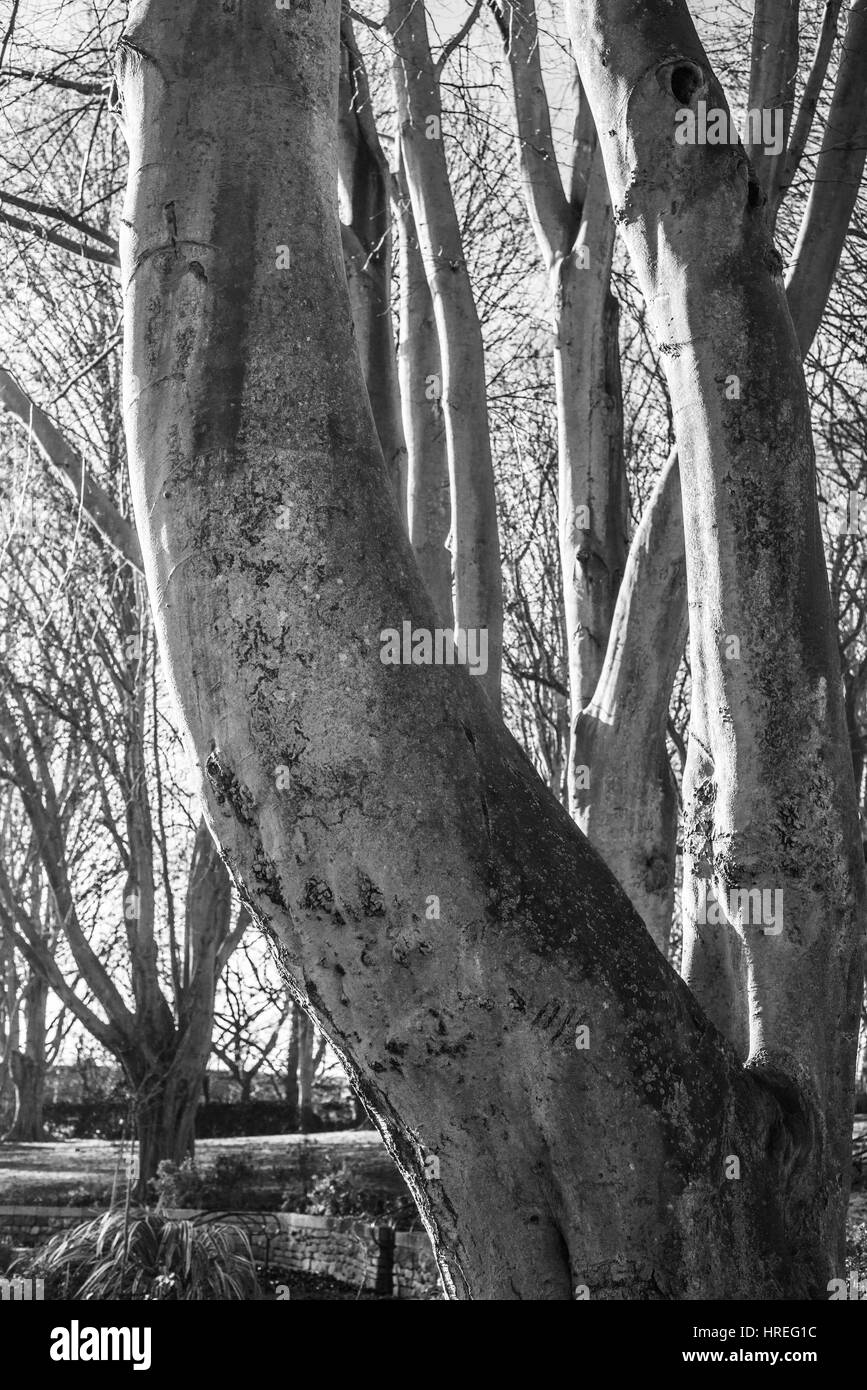 Albero in mono wintery Ray Boswell Foto Stock