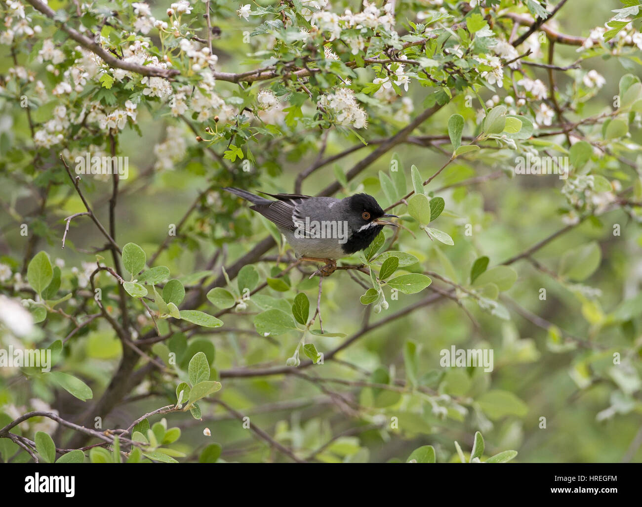 Increspature maschio trillo Sylvia rueppelli sul territorio sud della Turchia Foto Stock