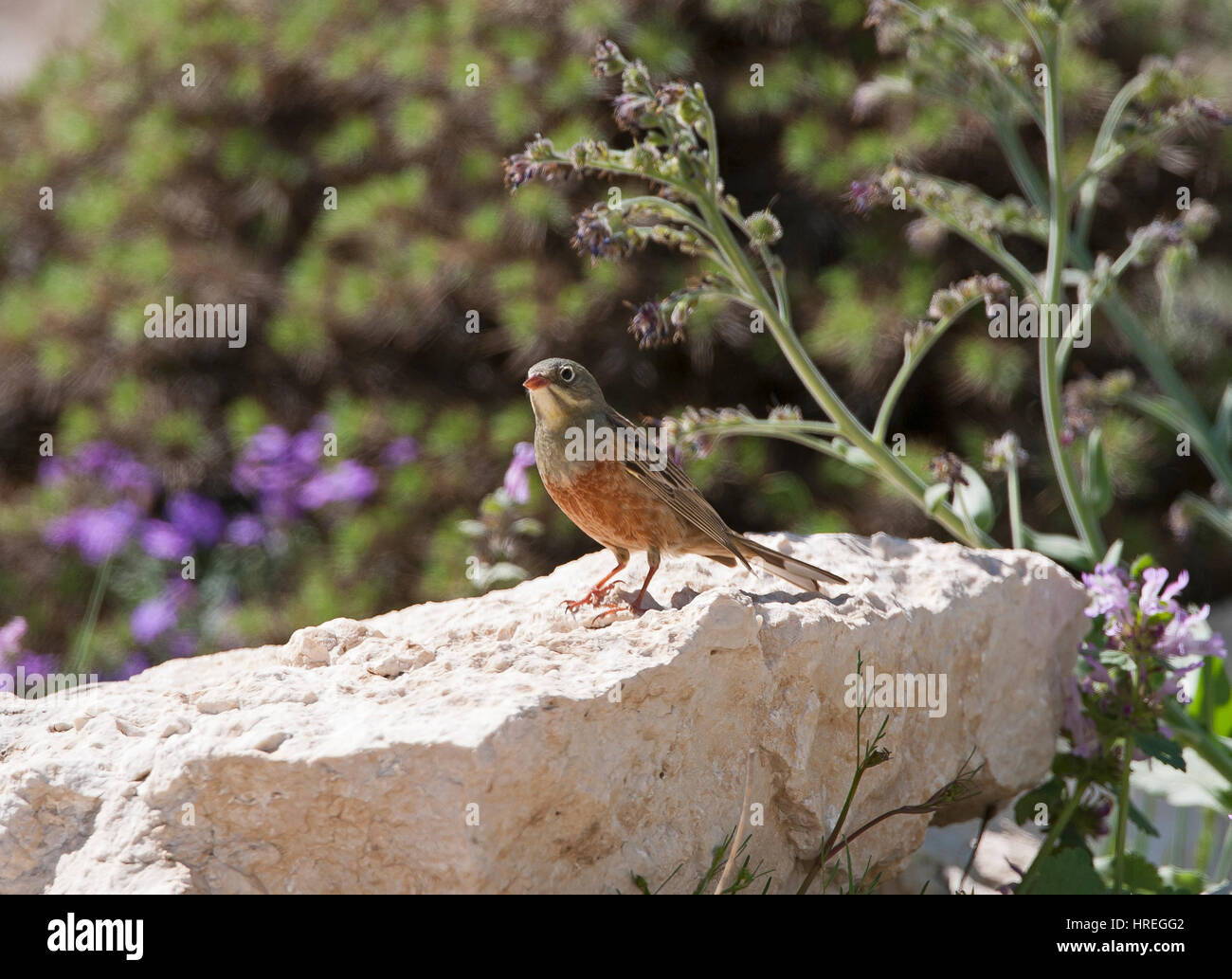 Voce maschile ortolano Emberiza hortulana Foto Stock