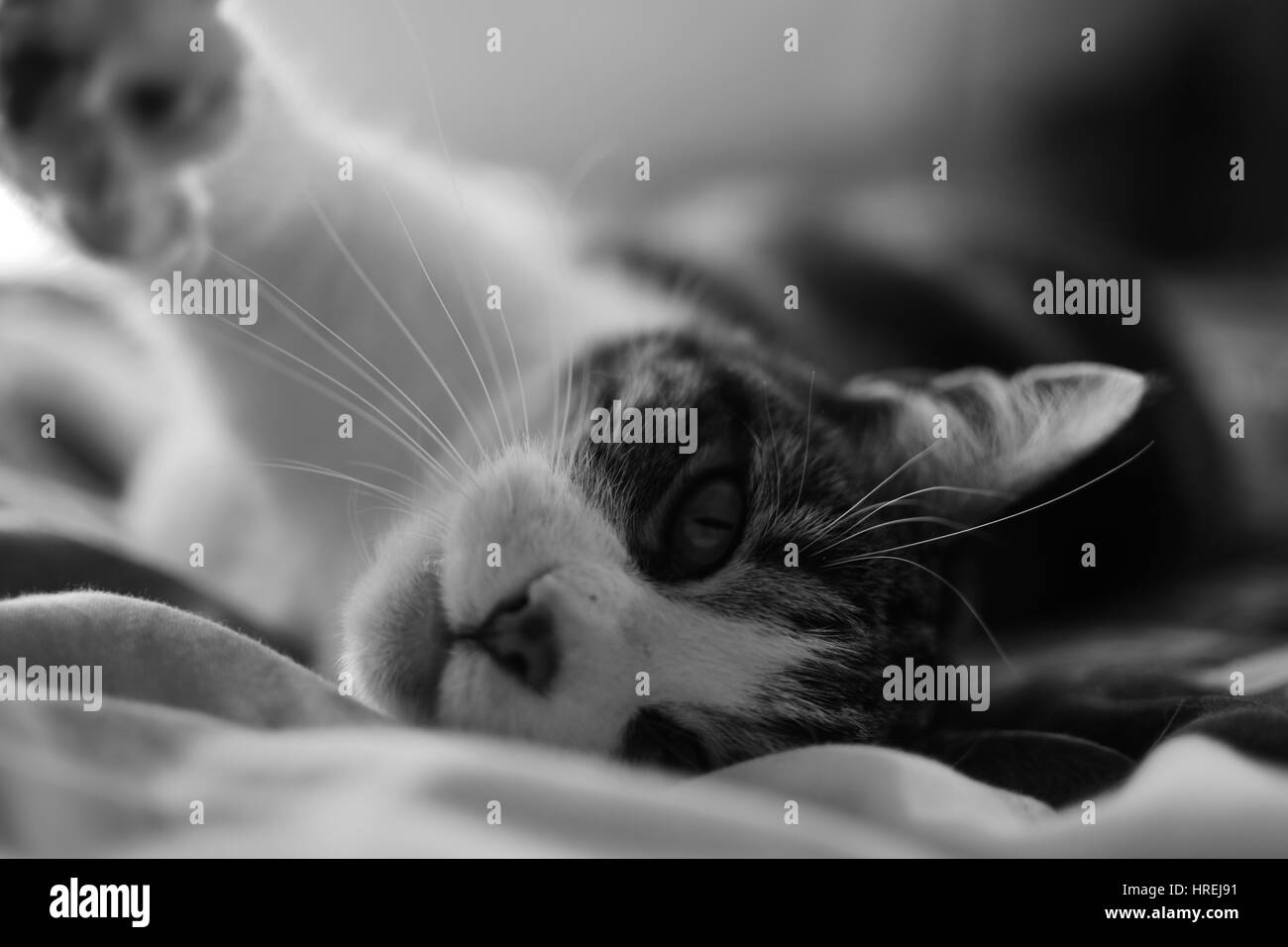 La tesatura cat Foto Stock