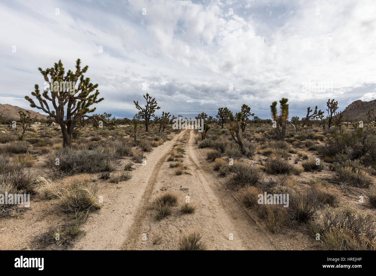 Old Dirt strade del deserto rampicate pur fitta Joshua Tree della foresta nel sud della California Mojave National Preserve. Foto Stock