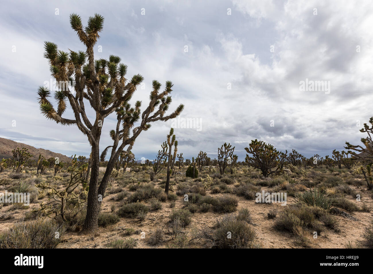 Deserto della California Joshua Tree foresta vicino la cima in strada il Mojave National Preserve. Foto Stock