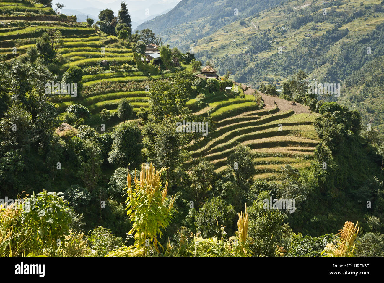 Terrazza allevamento, Nepal, Kathmandu e Pokhara Foto Stock