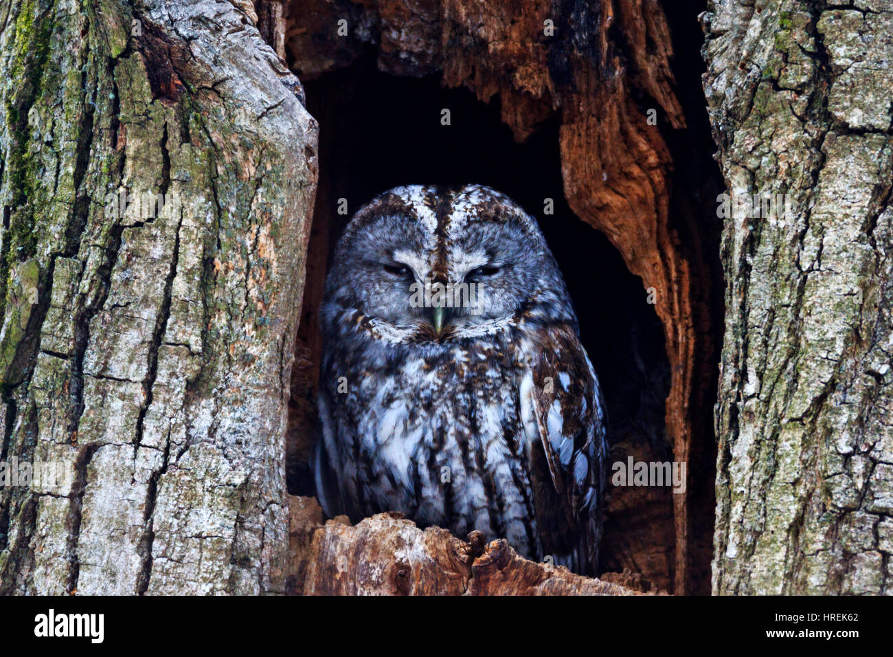 Allocco si siede in una cava,owl, simbolo di saggezza, notturno, Mystic, uccello mistico Foto Stock