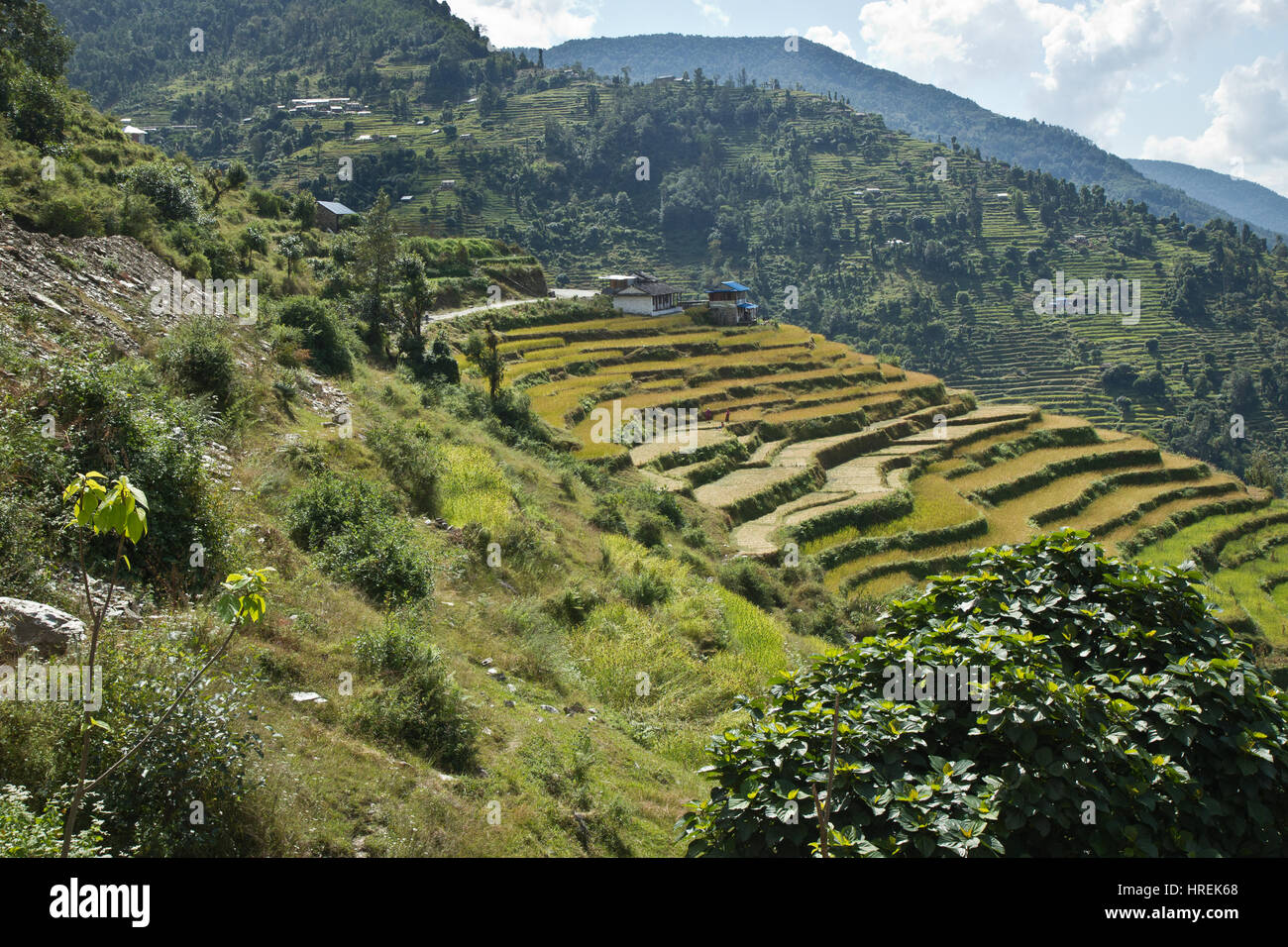 Terrazza allevamento, Nepal, Kathmandu e Pokhara Foto Stock