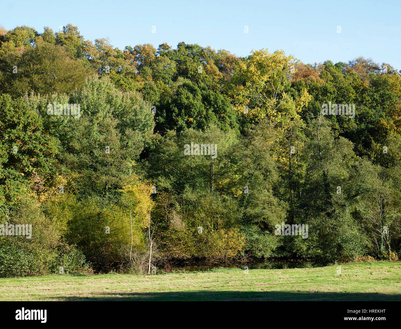 Grove (querce, salici, ontani, castagni) in autunno, lungo il fiume "La Varenne' (Nord Mayenne, Pays de la Loire, Francia). Foto Stock