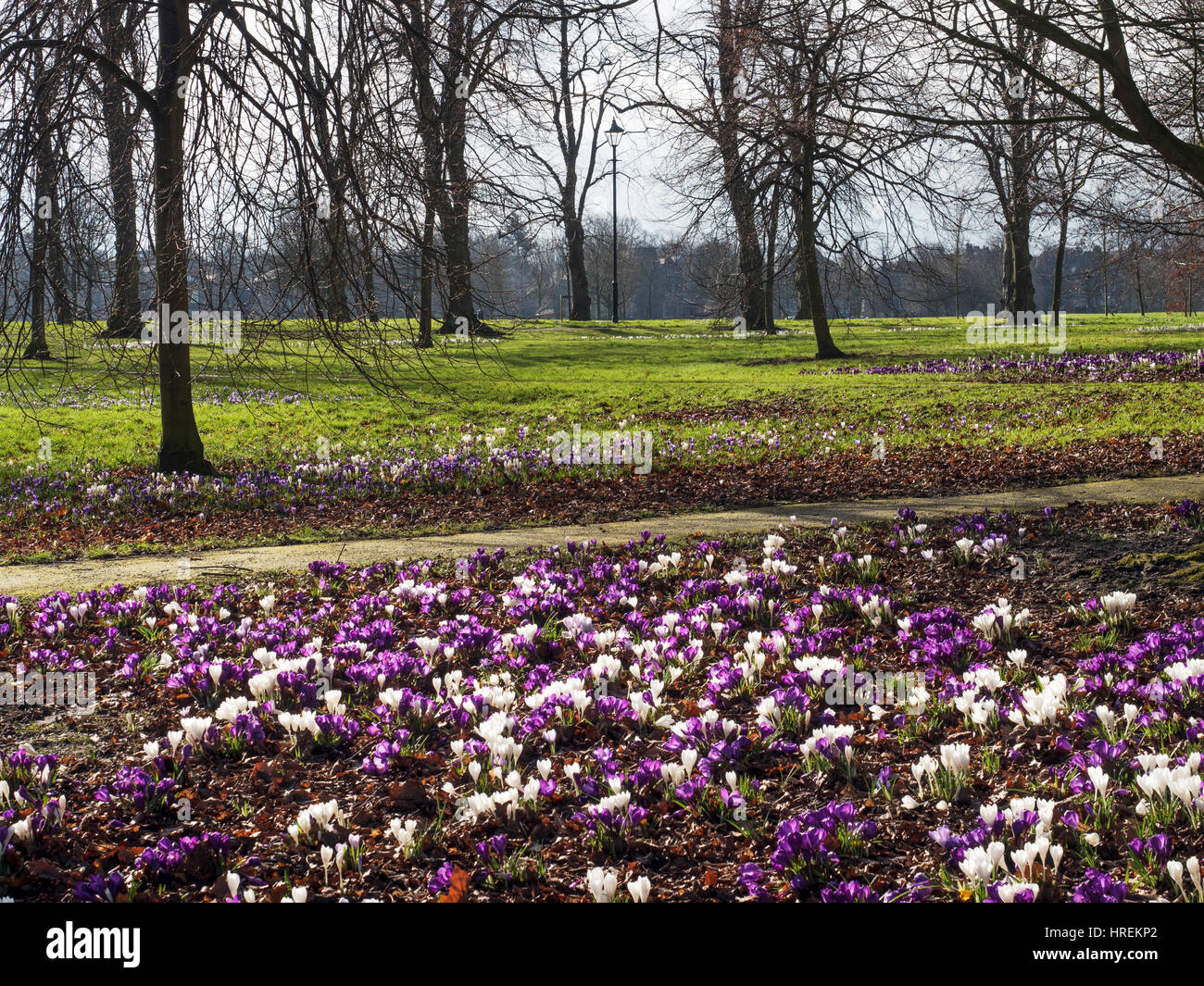 Viola e Crocus bianco fiori sul Stray in Primavera Harrogate North Yorkshire, Inghilterra Foto Stock