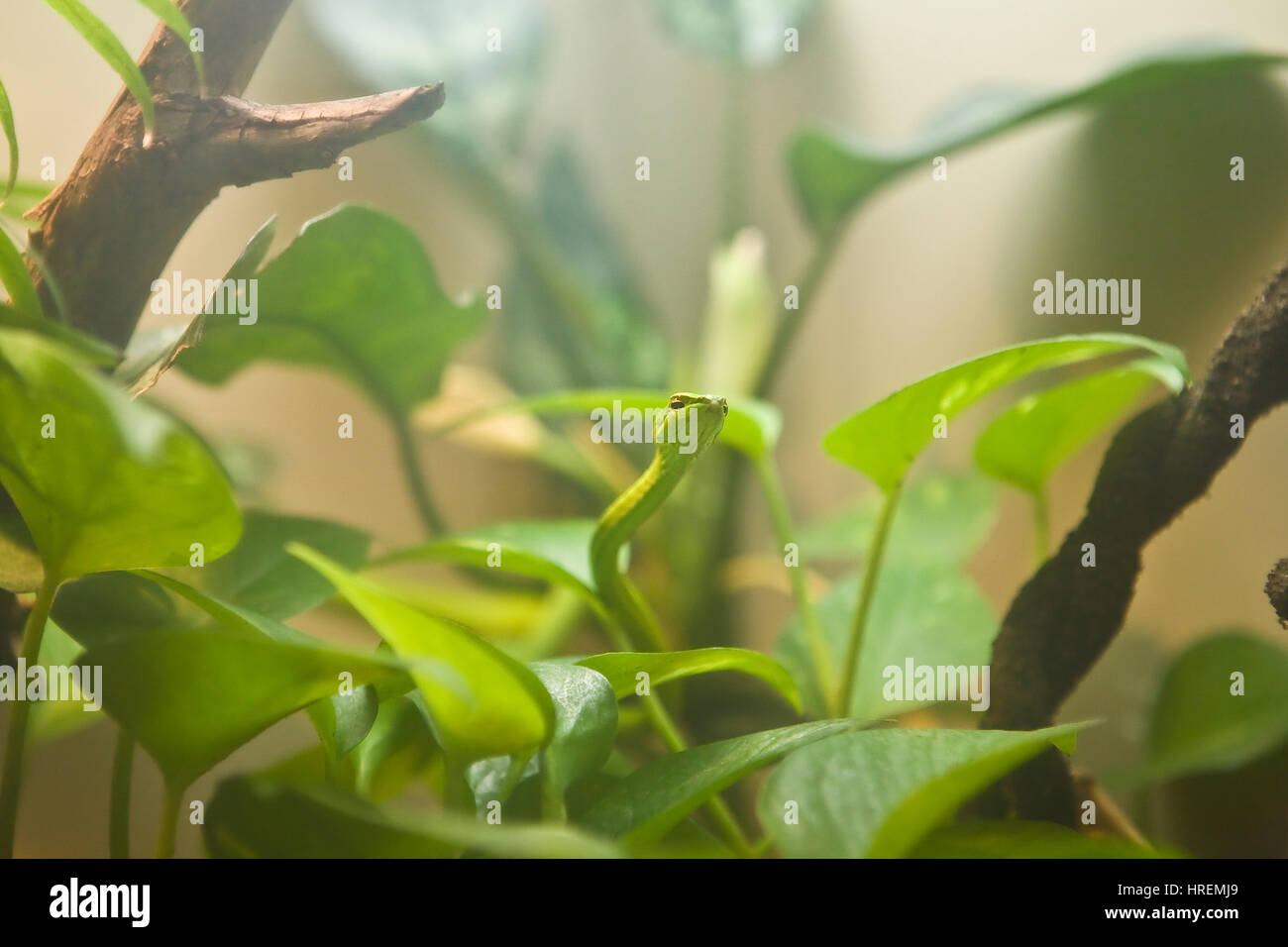 Vite verde serpente o becchi lunghi frusta snake in piante Foto Stock