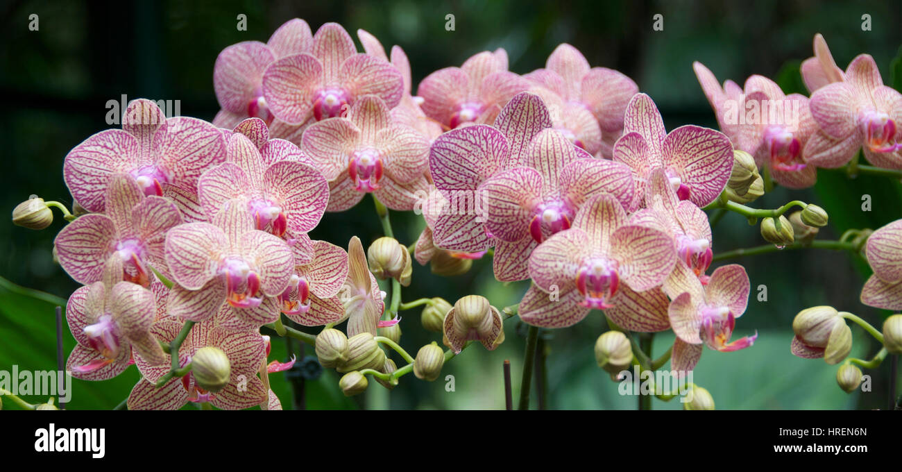 Rosa phalaenopsis National Orchid Garden singapore Foto Stock