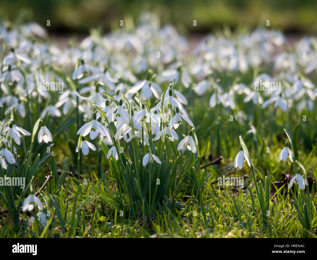 Snowdrops retroilluminato a bizzeffe, Flaunden sagrato in primavera. Tanti fiori cattura la luce del sole nel pomeriggio. Preso da un basso punto di vista. Foto Stock