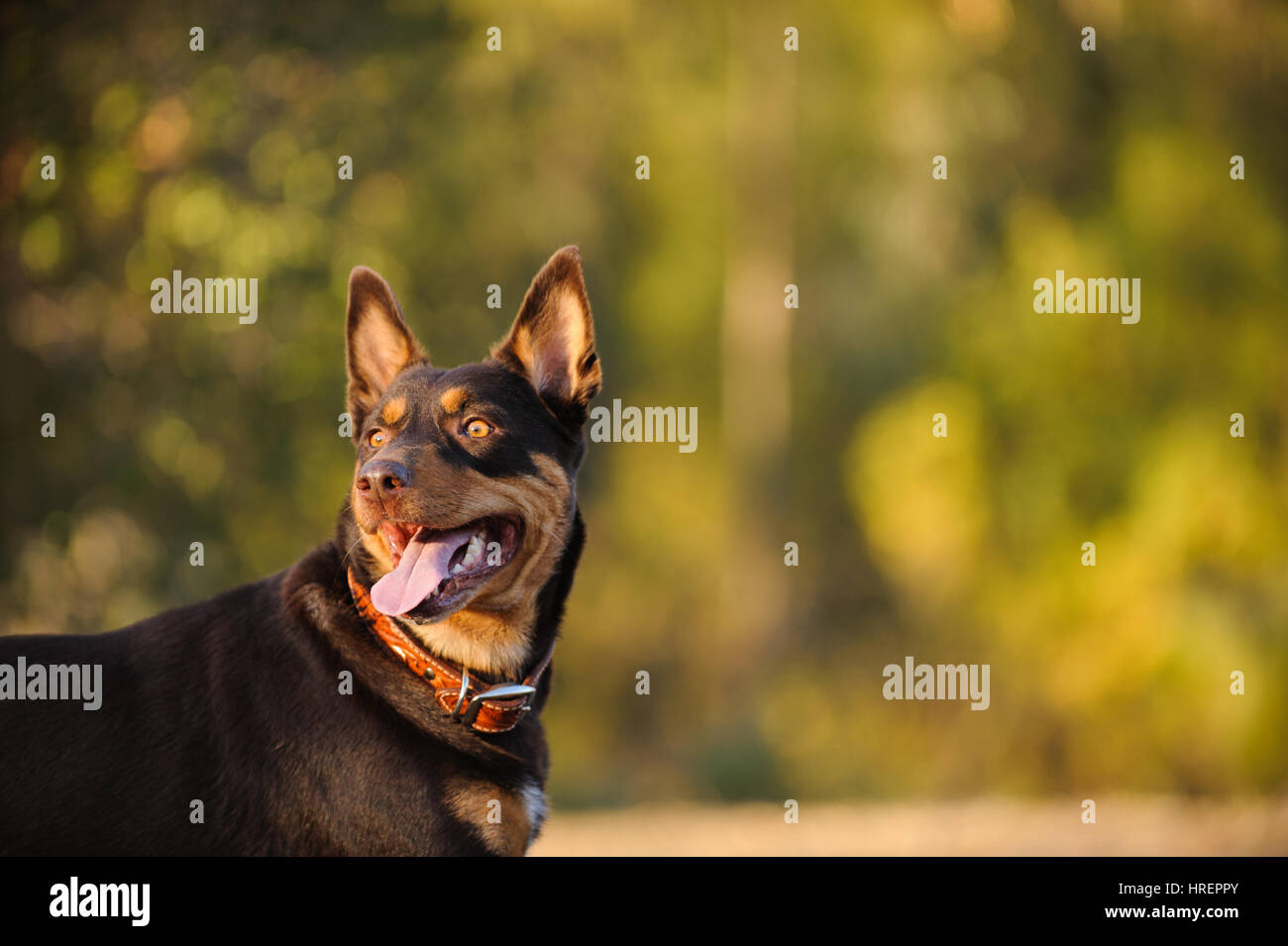 Australian Kelpie cane Foto Stock