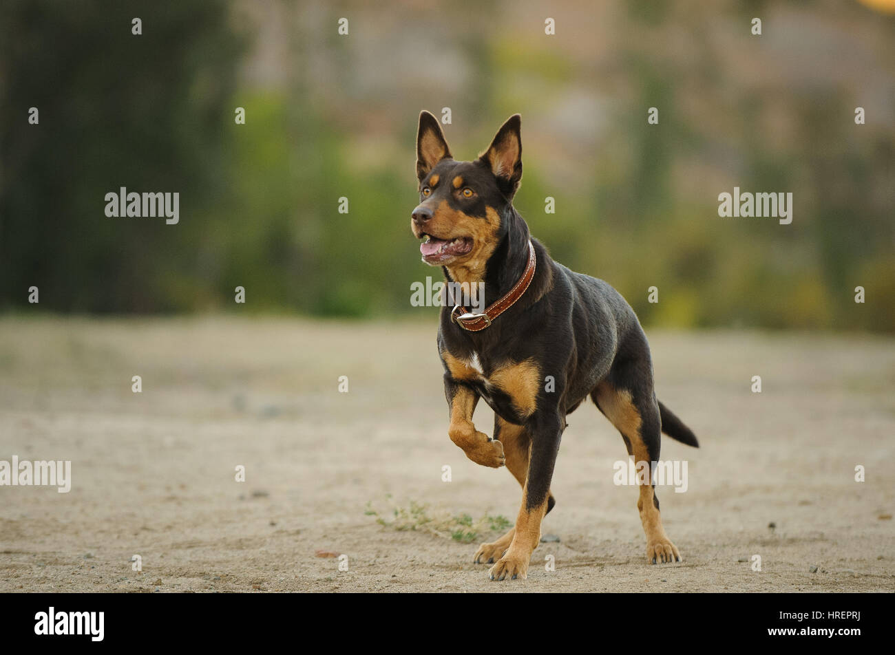 Australian Kelpie cane Foto Stock