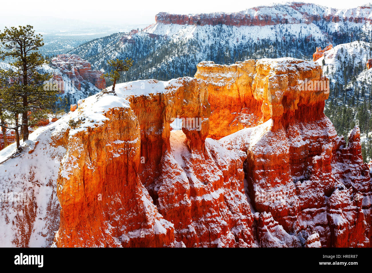 Parco Nazionale di Bryce Canyon, Utah, Stati Uniti d'America Foto Stock