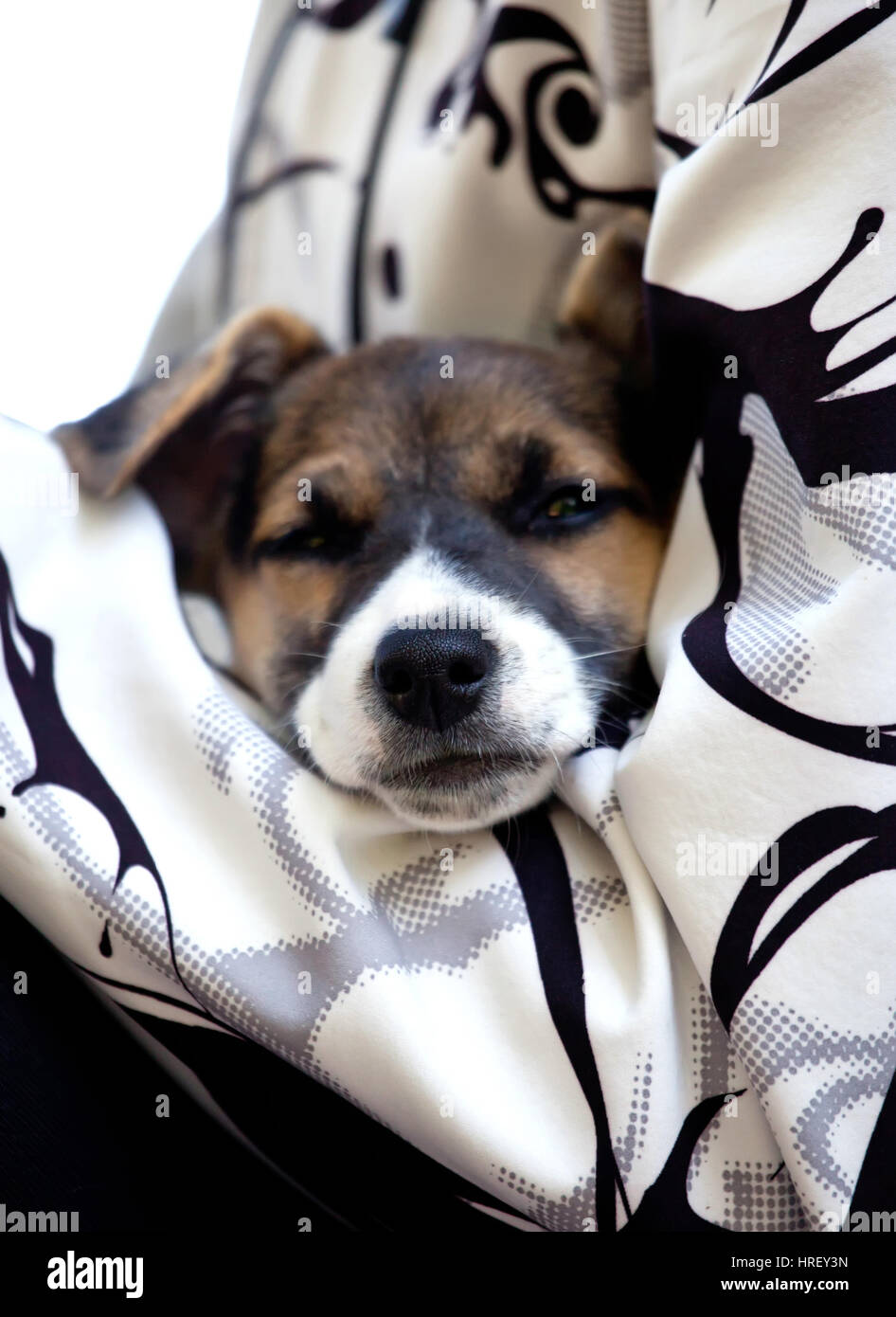 Cute cane dormire nelle mani dell'uomo- fuoco situato sul naso del cane Foto Stock
