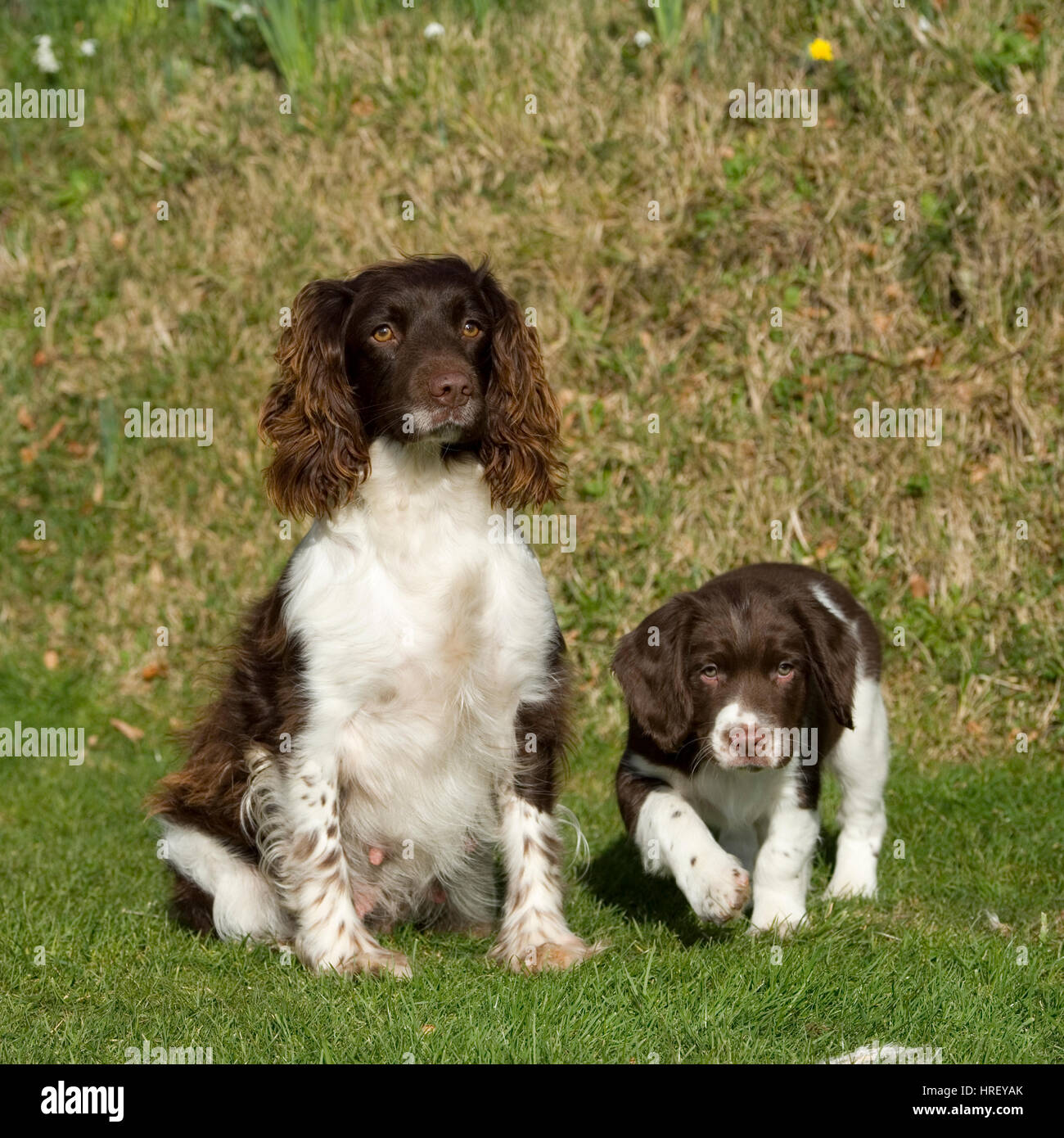 Springer spaniel madre e cucciolo Foto Stock