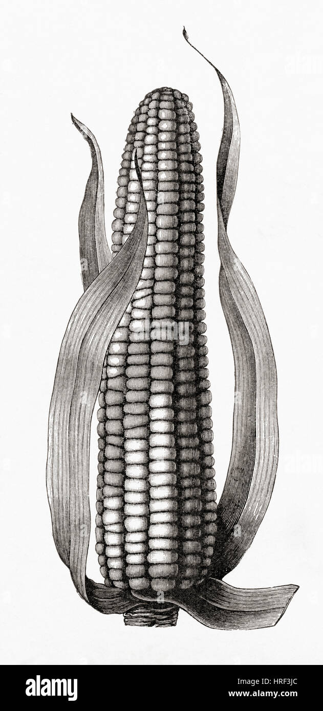 Il mais o granoturco, Zea mays. Da Meyers lessico, pubblicato nel 1927. Foto Stock