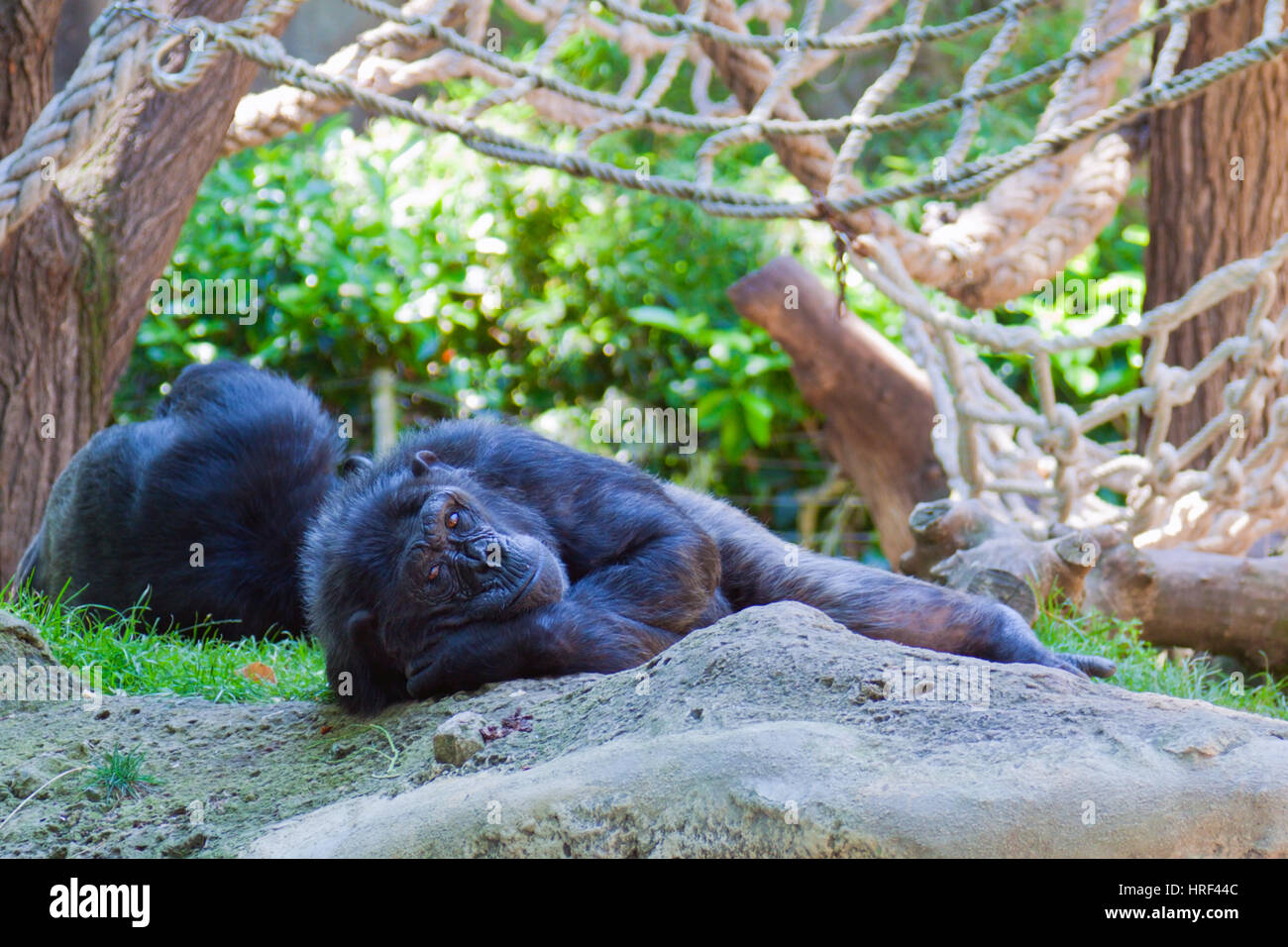 Uno scimpanzé hanno un periodo di riposo Foto Stock
