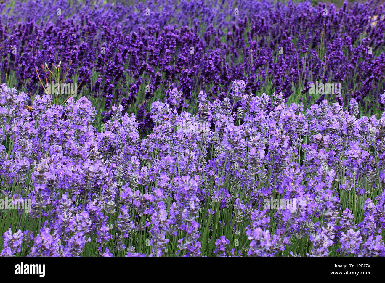 Campo di lavanda in Somerset, Inghilterra Foto Stock