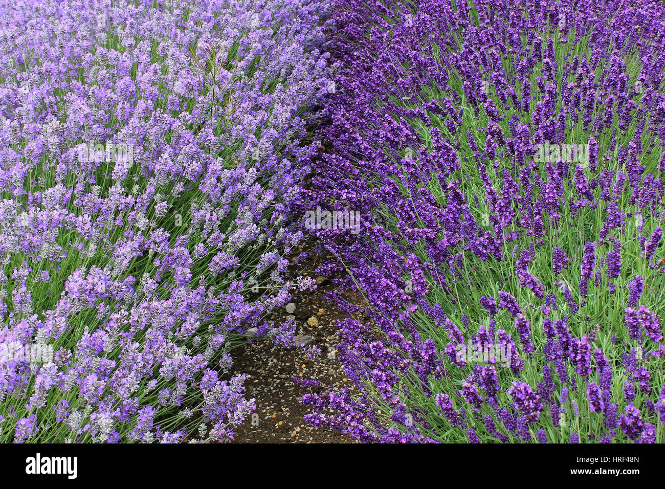 Campo di lavanda in Somerset, Inghilterra Foto Stock