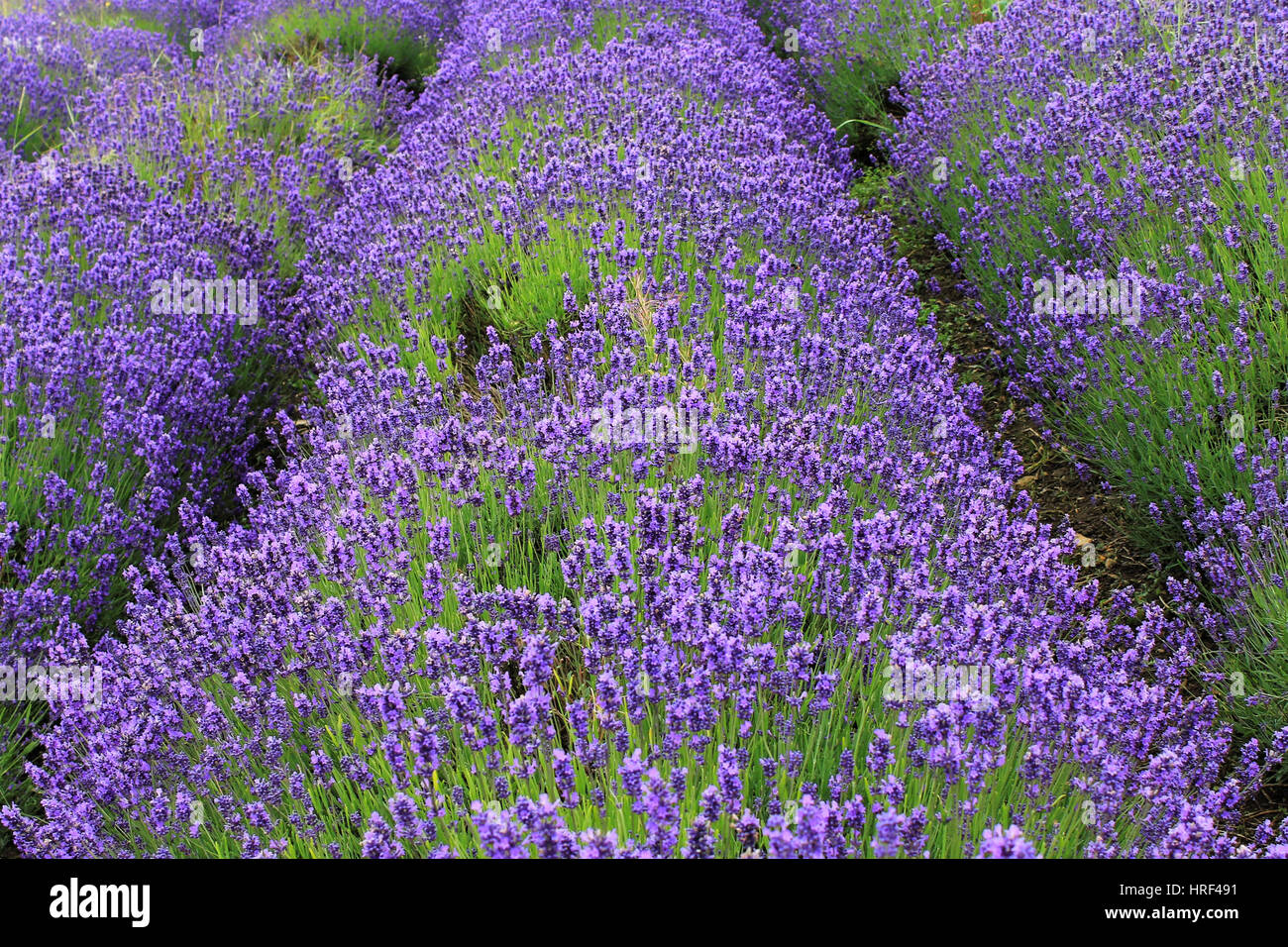 Campo di lavanda in Somerset, Inghilterra Foto Stock