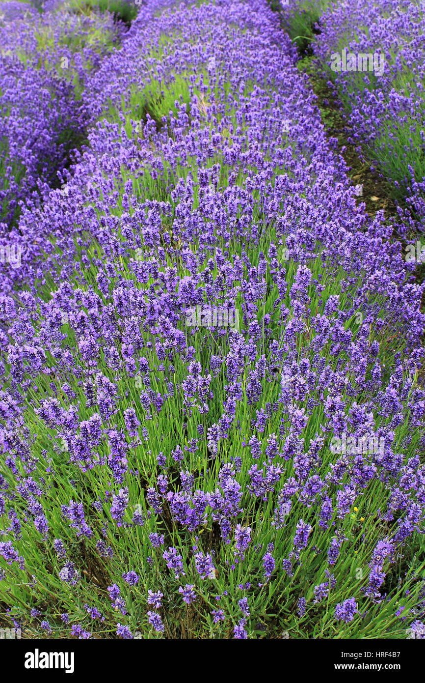 Campo di lavanda in Somerset, Inghilterra Foto Stock