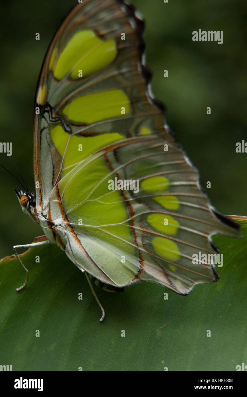 Malachite butterfly (Siproeta Stelenes) fotografato in Foz do Iguaçu - Paraná - Brasile Foto Stock