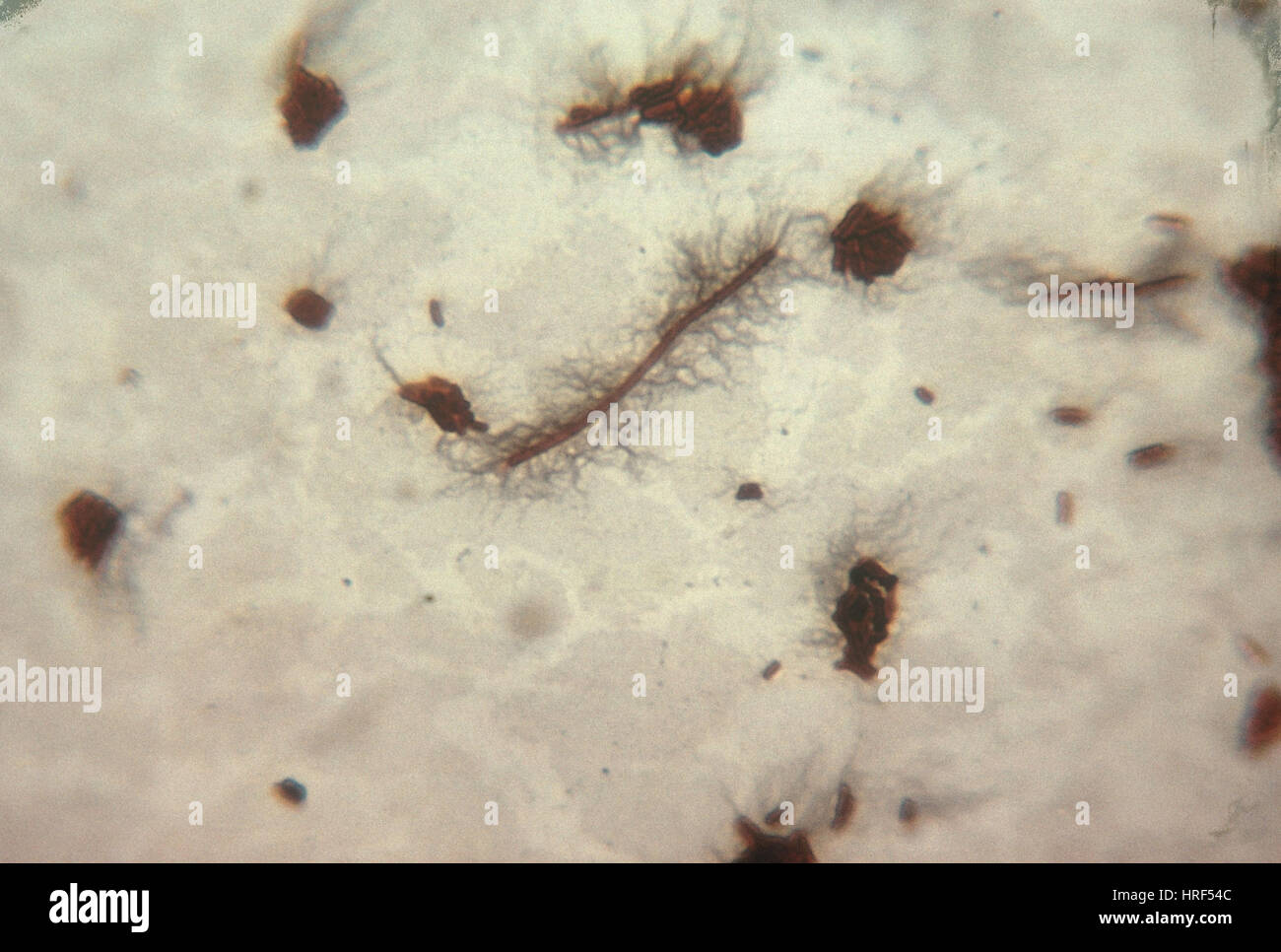 Proteus vulgaris Foto Stock