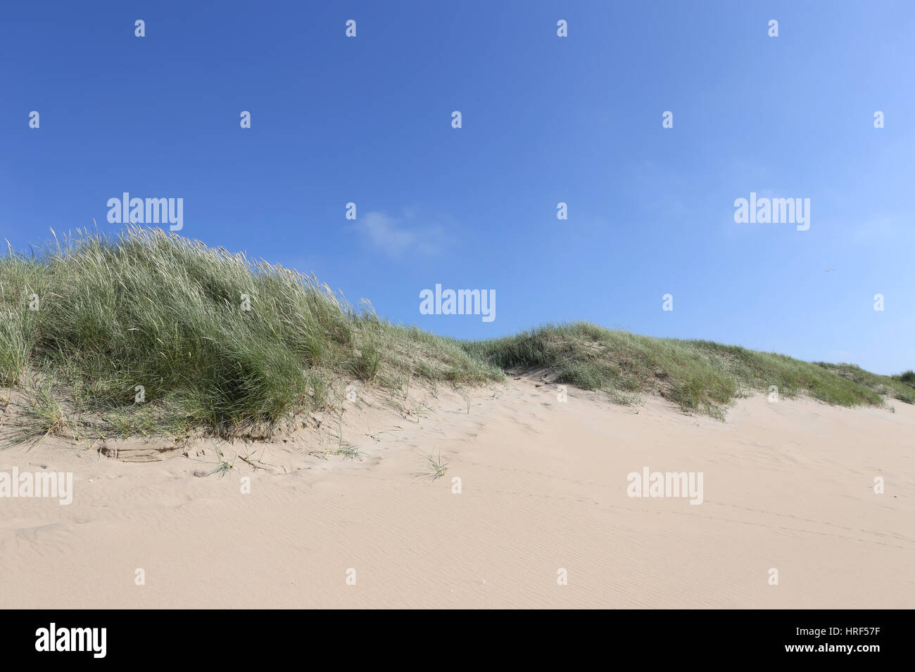 Dune presso la Dutch costa del Mare del Nord Foto Stock