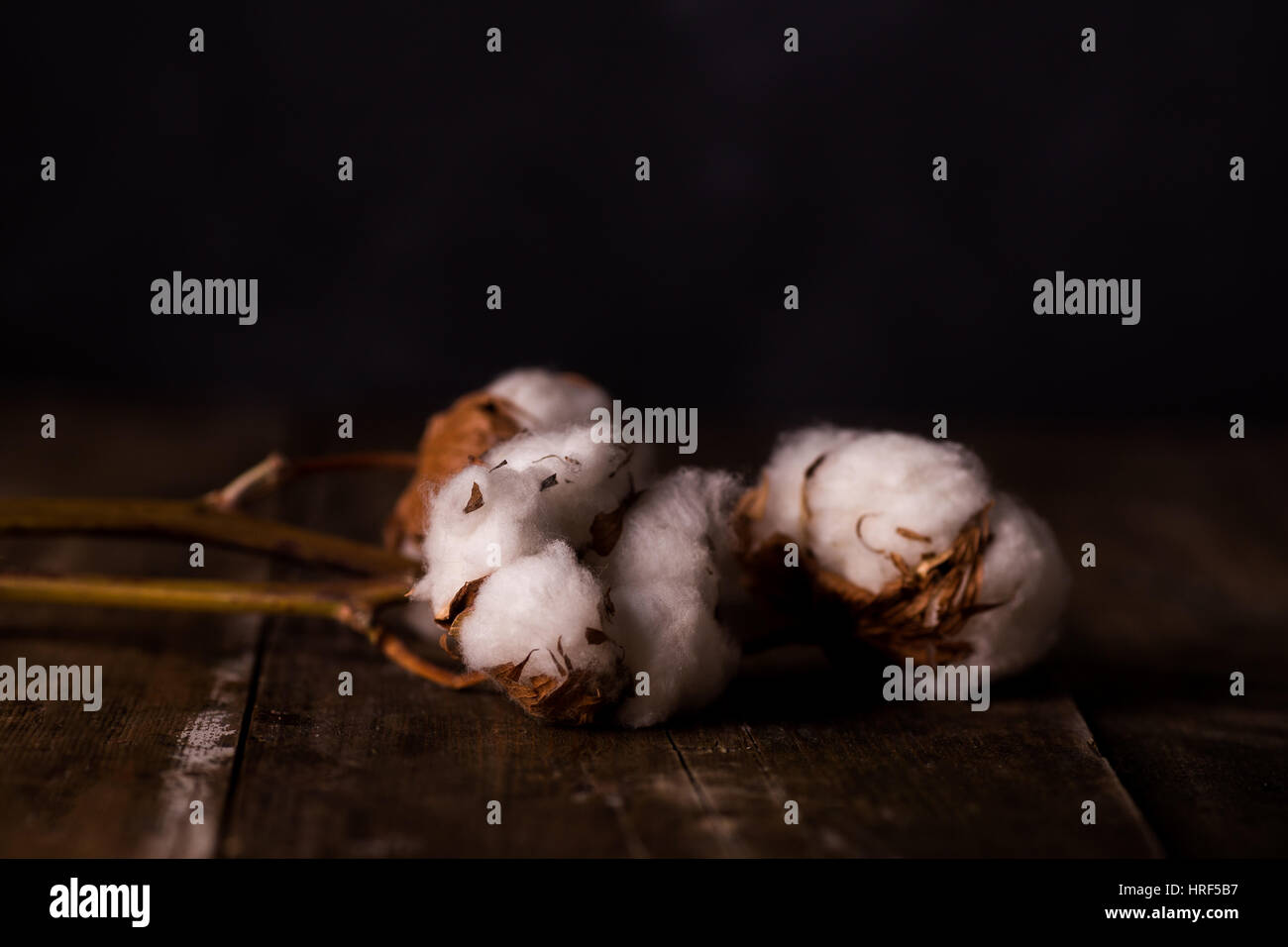Il cotone. Bellissima pianta di cotone le gemme su sfondo di legno Foto Stock