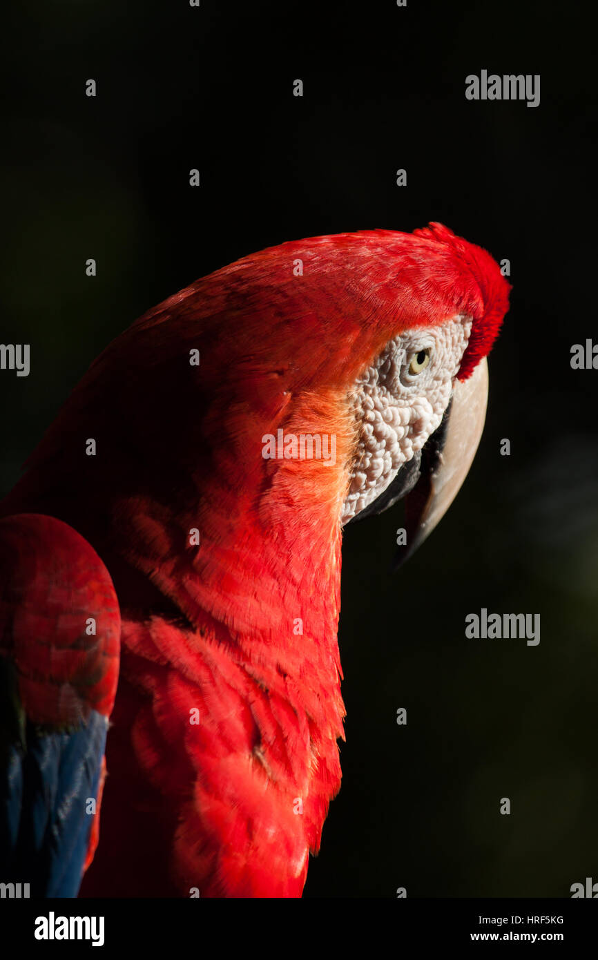 Scarlet Macaw è un grande rosso, giallo e blu Sud Americana parrot. Fotografato nel Parco Nazionale di Iguazu - dettaglio - Travel birdwatching Foto Stock