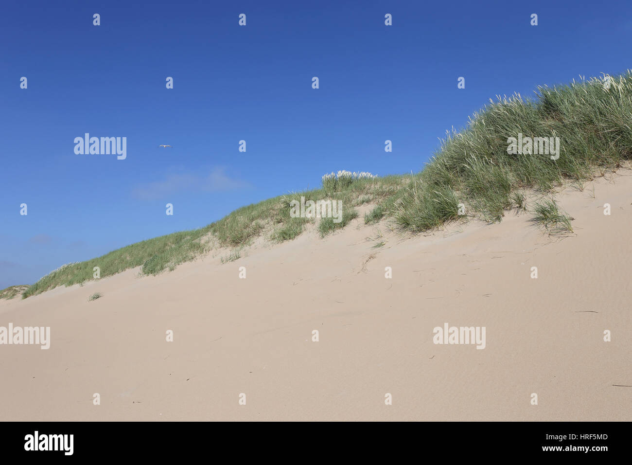 Dune presso la Dutch costa del Mare del Nord Foto Stock