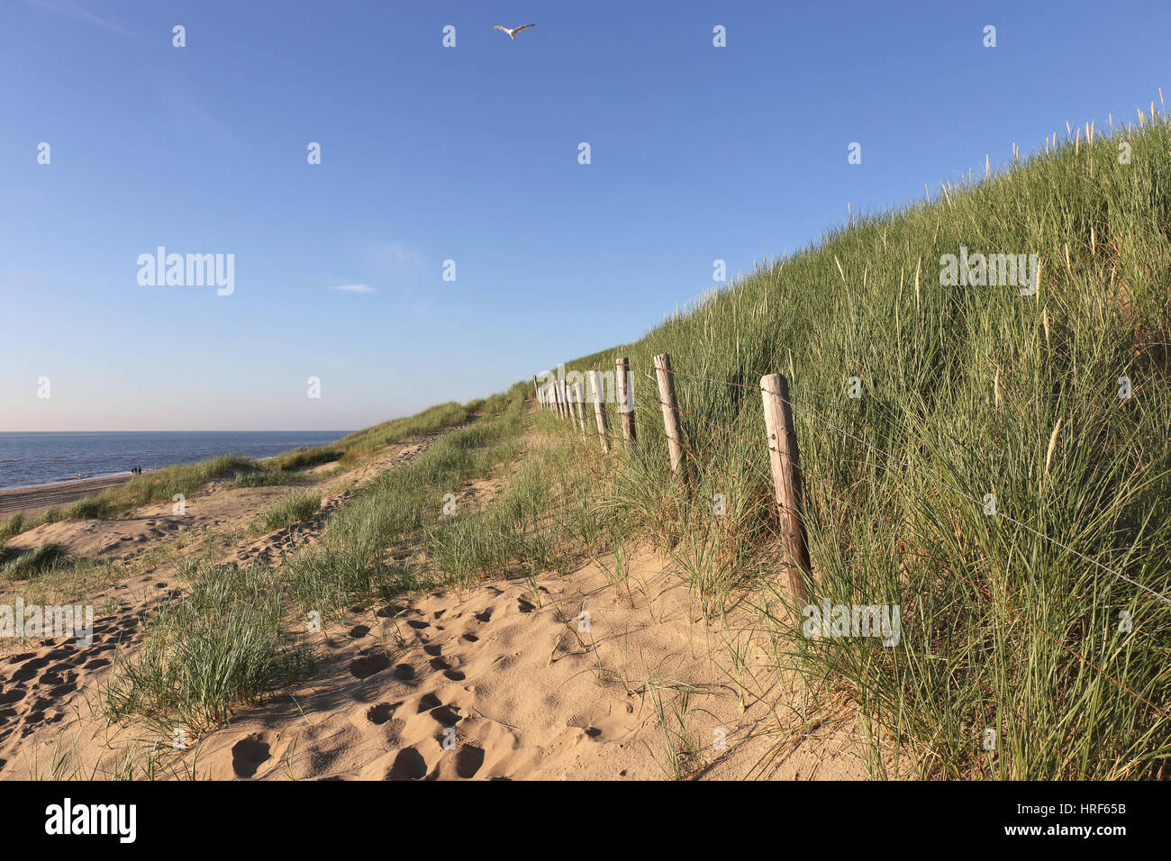 Dune presso la Dutch costa del Mare del Nord Foto Stock