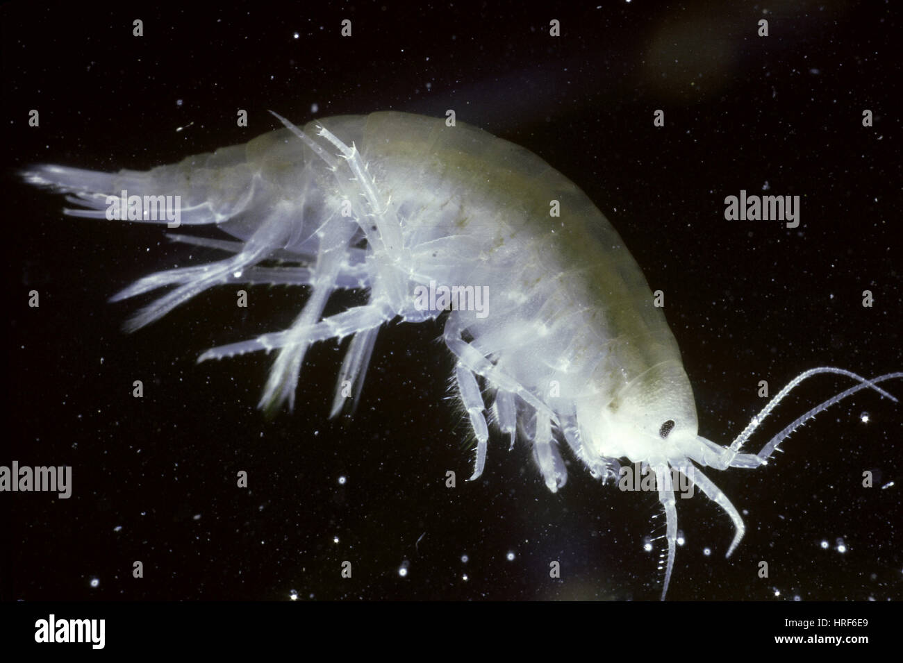 Scud (Amphipod) Foto Stock