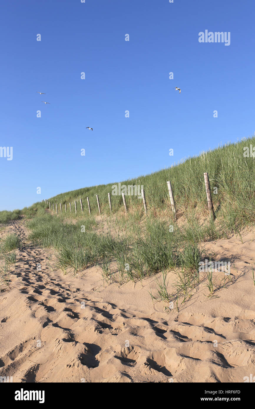 Dune presso la Dutch costa del Mare del Nord Foto Stock