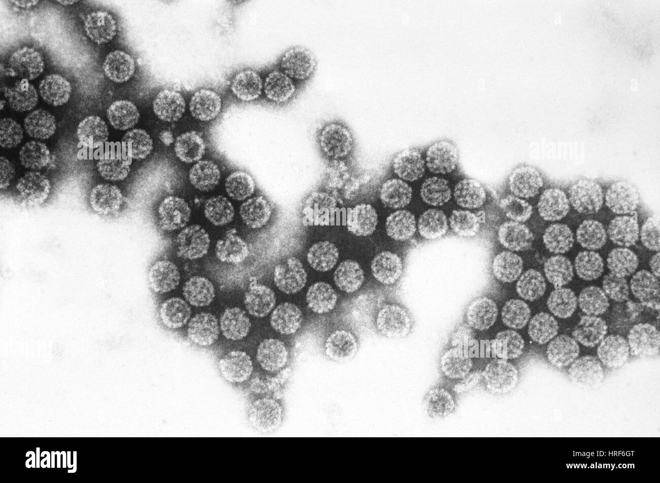 Virus polioma SV40 (TEM) Foto Stock