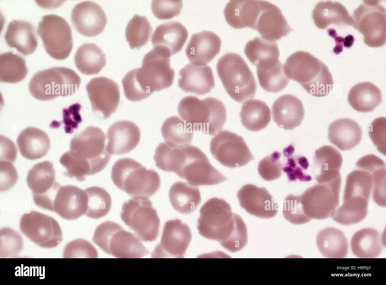 Le cellule rosse del sangue e delle piastrine Foto Stock