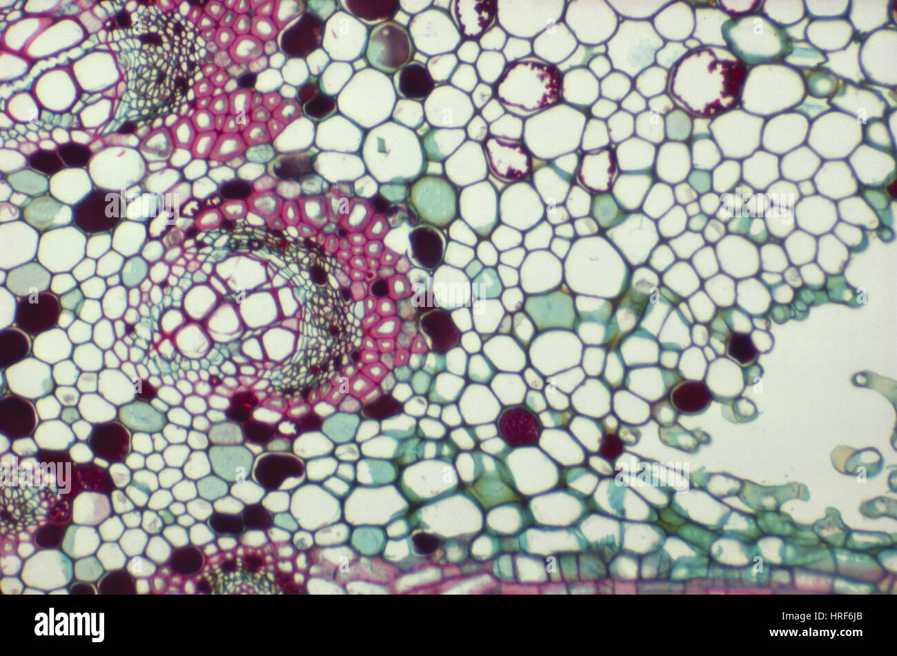 LM di foglia di fico Foto Stock