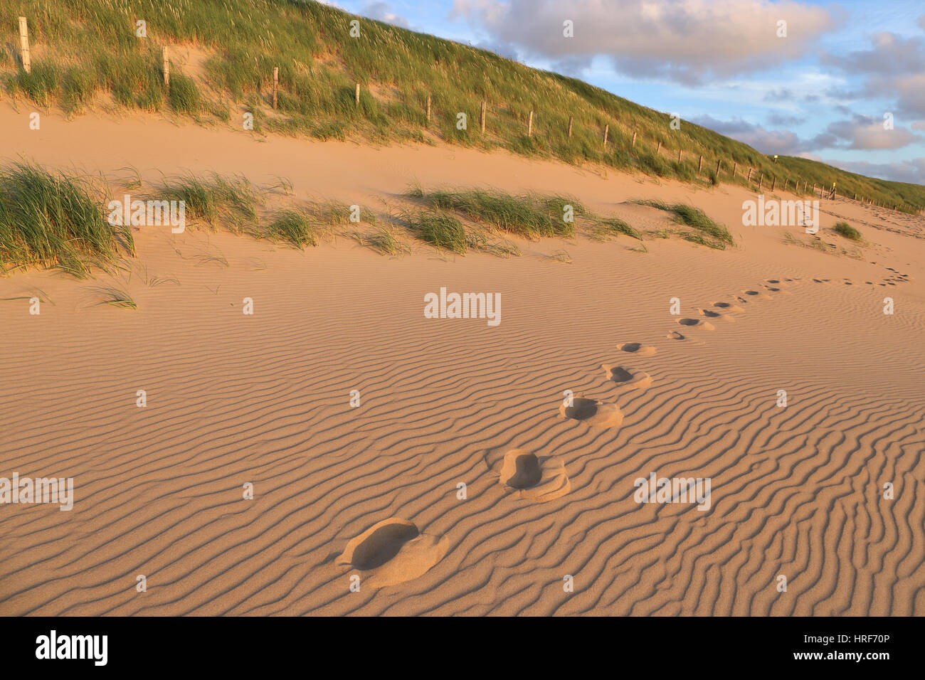 Dune presso la Dutch costa del Mare del Nord Foto Stock