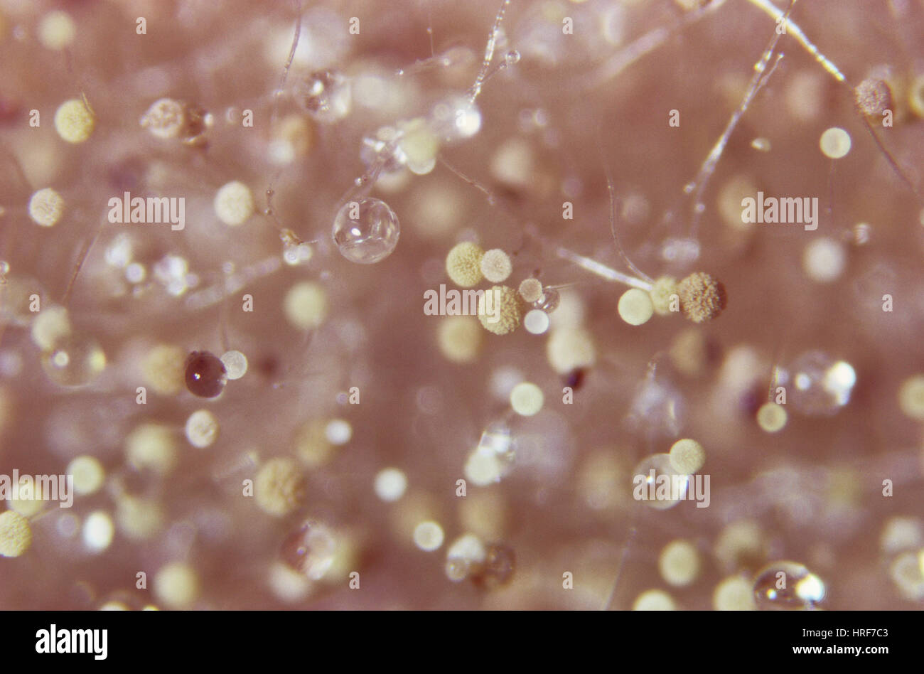 Aspergillus niger Foto Stock