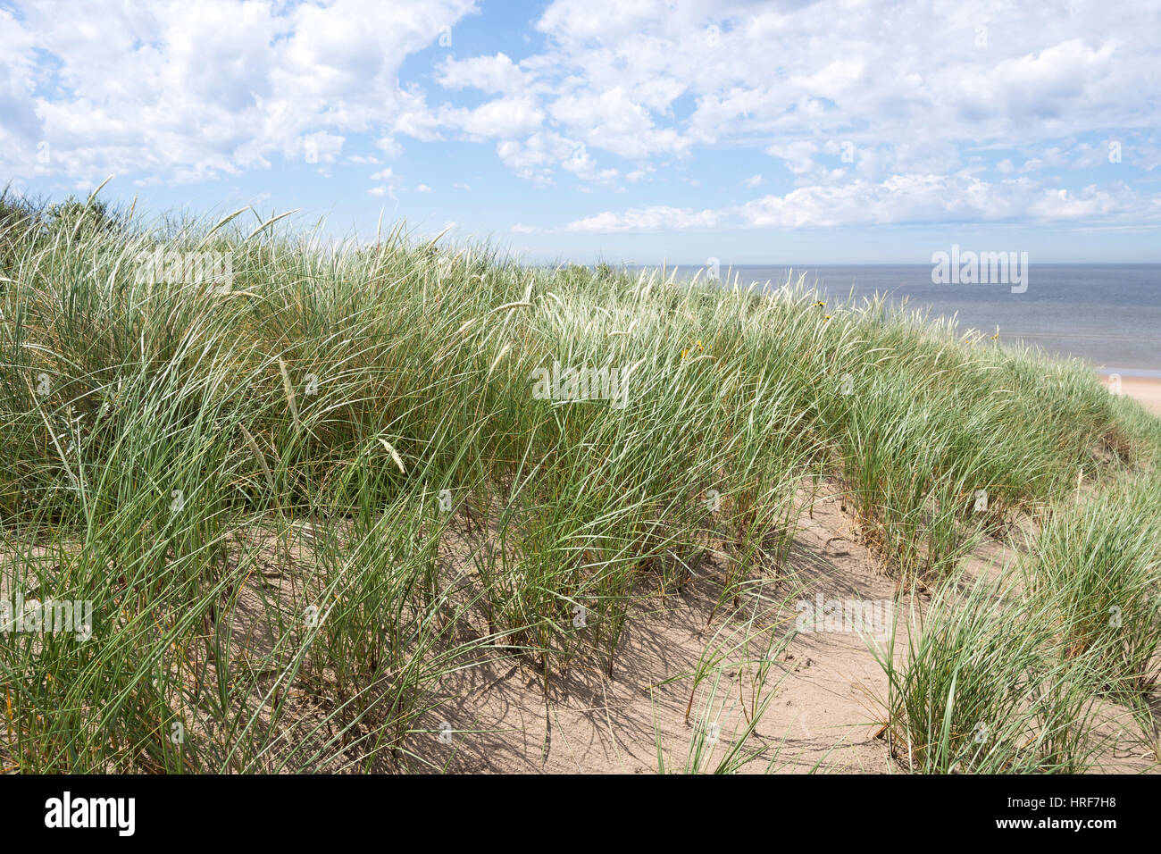 Dune presso la Dutch costa del Mare del Nord Foto Stock
