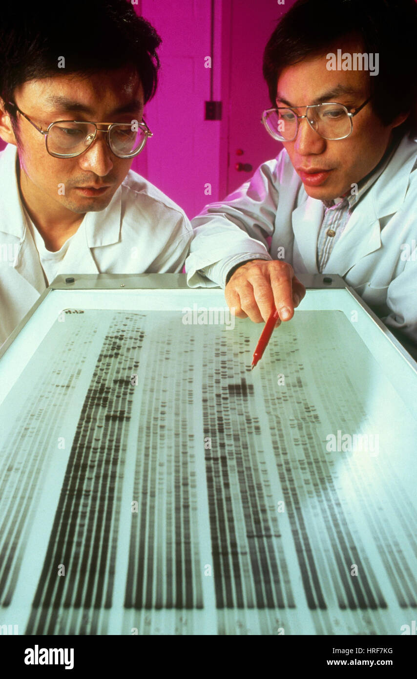 Il sequenziamento di DNA su gel Foto Stock