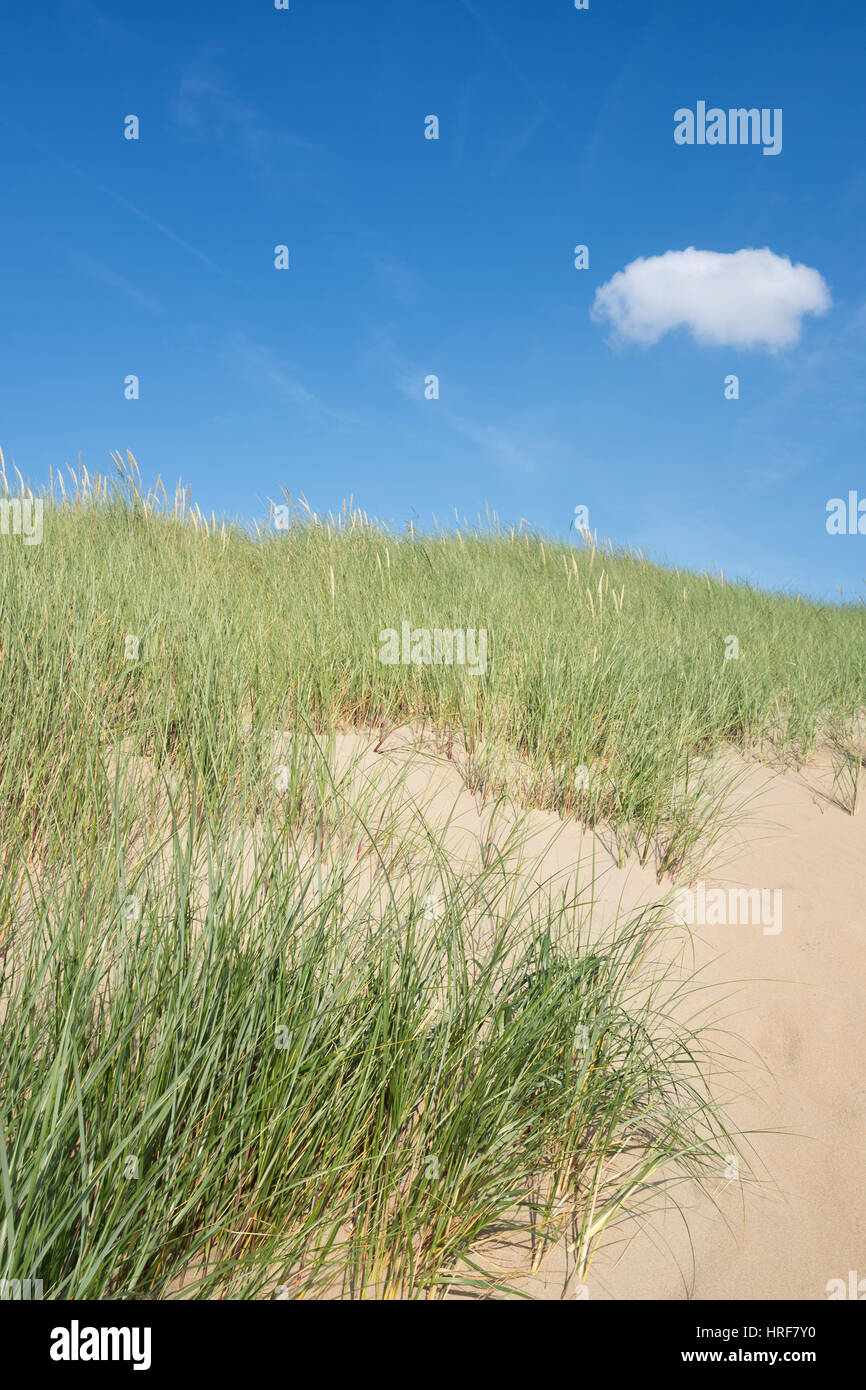 Dune presso la Dutch costa del Mare del Nord Foto Stock