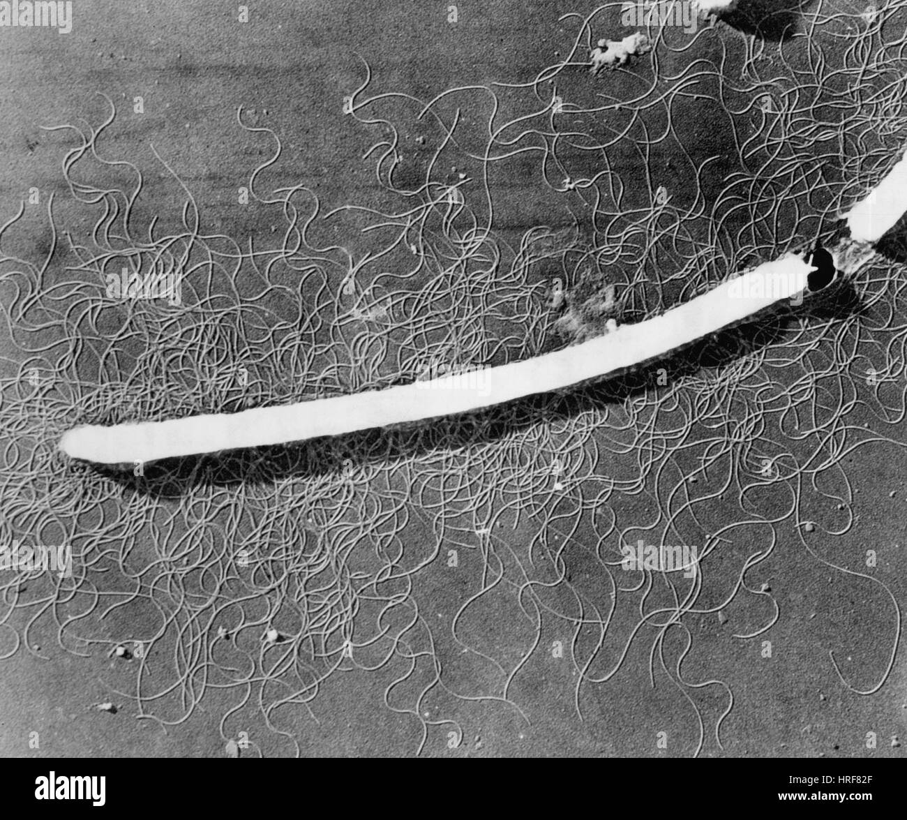 Proteus vulgaris batteri, TEM Foto Stock