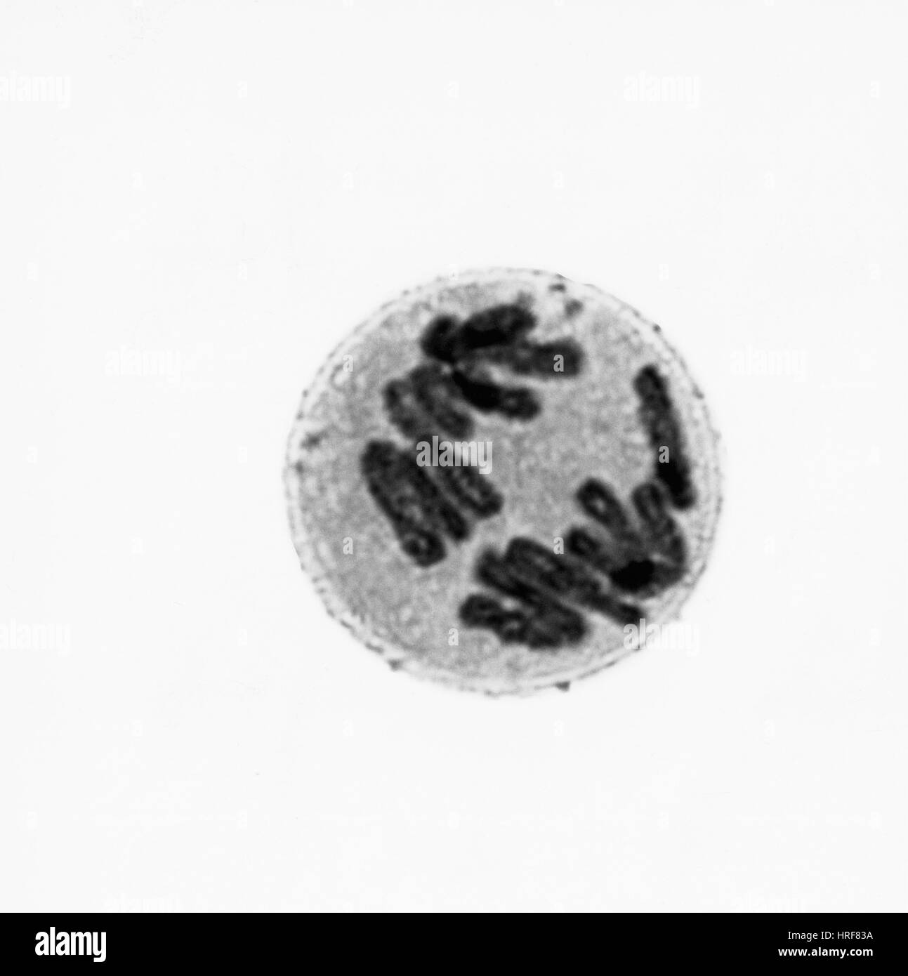 Anaphase di mitosi nelle cellule Trillium Foto Stock