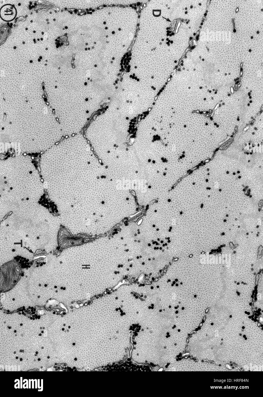 Muscolo di rana, TEM Foto Stock